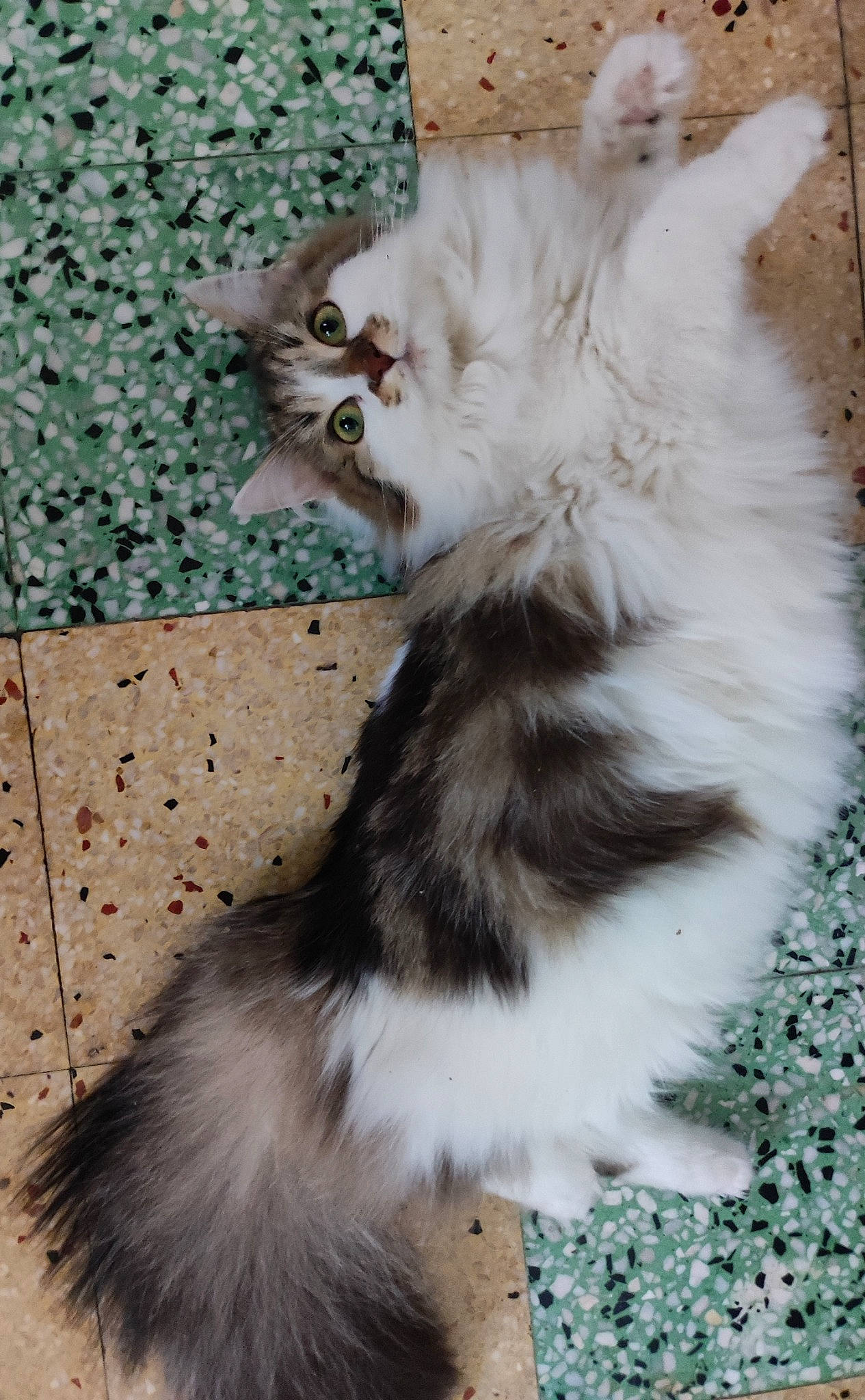 Stella a rejoint le concours — aidez-le/la à gagner de superbes lots ! british_longhair, carnivore, cat, claw, domestic_short_haired_cat, fawn, felidae, fur, paw, persian, small_to_medium_sized_cats, snout, tail, terrestrial_animal, whiskers