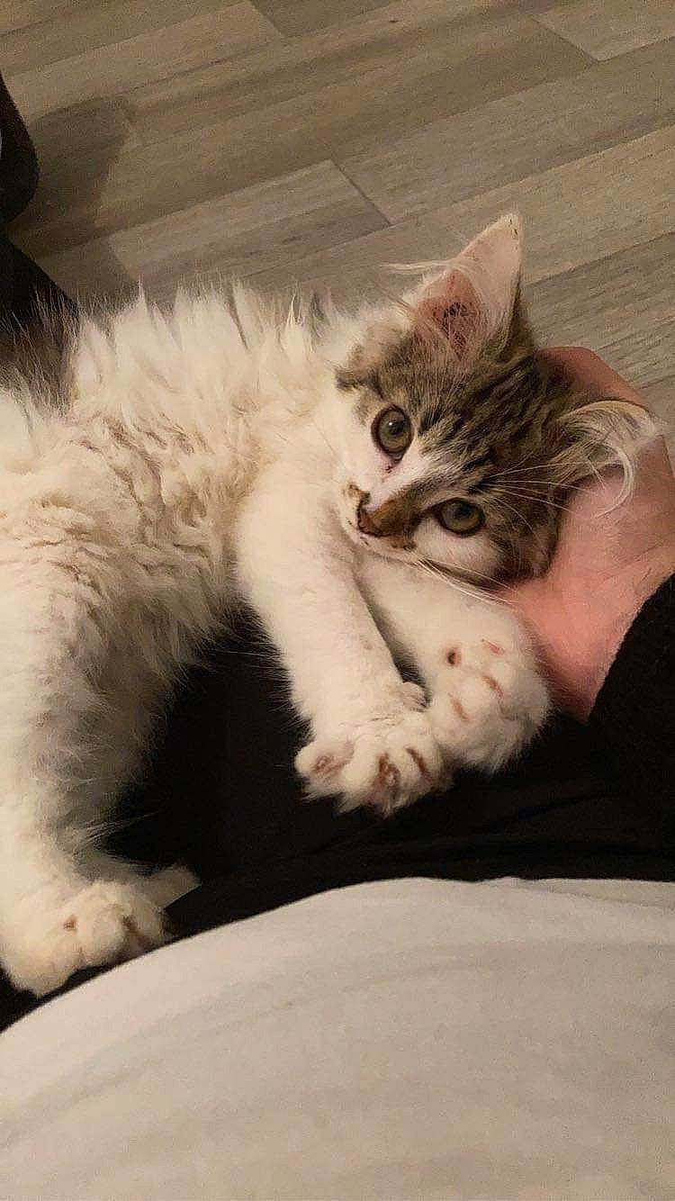 Stella a rejoint le concours — aidez-le/la à gagner de superbes lots ! bed, carnivore, cat, claw, comfort, domestic_short_haired_cat, eye, felidae, foot, fur, gesture, nail, nap, paw, sitting, sleep, small_to_medium_sized_cats, snout, tail, whiskers