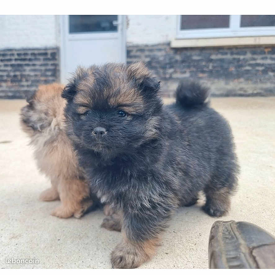 Maya a rejoint le concours — aidez-le/la à gagner de superbes lots ! adorable, animal, brick_wall, building, companionship, concrete, curious, cute, dog, door, fluffy, fur, mammal, outdoor, pet, playful, puppy, shoe, small, young