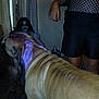Titan is registered to the contest to win money with this photo: dog, person, indoor, doll, fishnet_clothing, curtain, wall, floor, purple_tint, shadow, standing, brown_dog, black_dog, creepy, low_light, hand, legs, dark_hair, toy, room