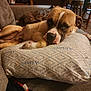 animal, blurred_background, brown_dog, carpet, companion, couch, cozy, dog, domestic, furniture, household, indoor, laying_down, living_room, patterned_pillow, pet, pillow, relaxed, resting, wooden_table