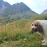 Crapuline participe au concours pour gagner de l'argent avec cette photo : animal, canine, clouds, dog, field, fur, grass, hill, landscape, meadow, mountains, nature, outdoor, panting, pet, scenery, sky, summer, walk, wildflowers