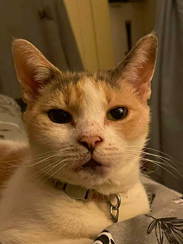 Patience joined the competition — help win amazing prizes! carnivore, cat, claw, curtain, domestic_short_haired_cat, ear, eye, fawn, felidae, fur, head, jaw, jewellery, paw, small_to_medium_sized_cats, snout, tail, terrestrial_animal, whiskers, window