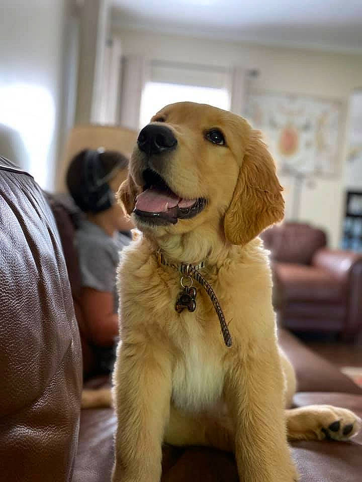 Allie joined the competition — help win amazing prizes! beige, canidae, carnivore, collar, comfort, companion_dog, couch, dog, dog_breed, fawn, fur, living_room, pet_supply, retriever, snout, sporting_group, sweater, vertebrate, whiskers, working_animal