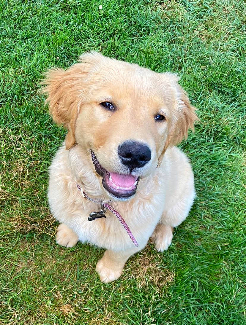 Allie is registered to the contest to win money with this photo: canidae, carnivore, companion_dog, dog, dog_breed, fawn, fur, golden_retriever, grass, grass_family, gun_dog, labrador_retriever, mammal, retriever, skin, snout, sporting_group, whiskers, working_animal