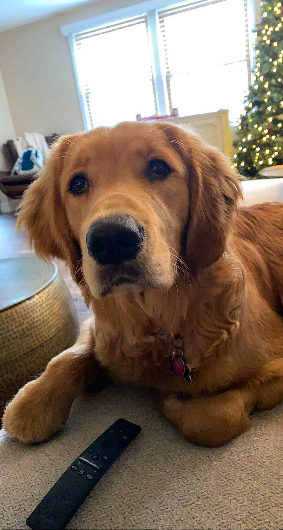 Allie joined the competition — help win amazing prizes! beige, canidae, carnivore, christmas_decoration, christmas_lights, companion_dog, dog, dog_breed, fawn, fur, home_accessories, liver, pet_supply, retriever, snout, sporting_group, tan, vertebrate, whiskers, working_animal