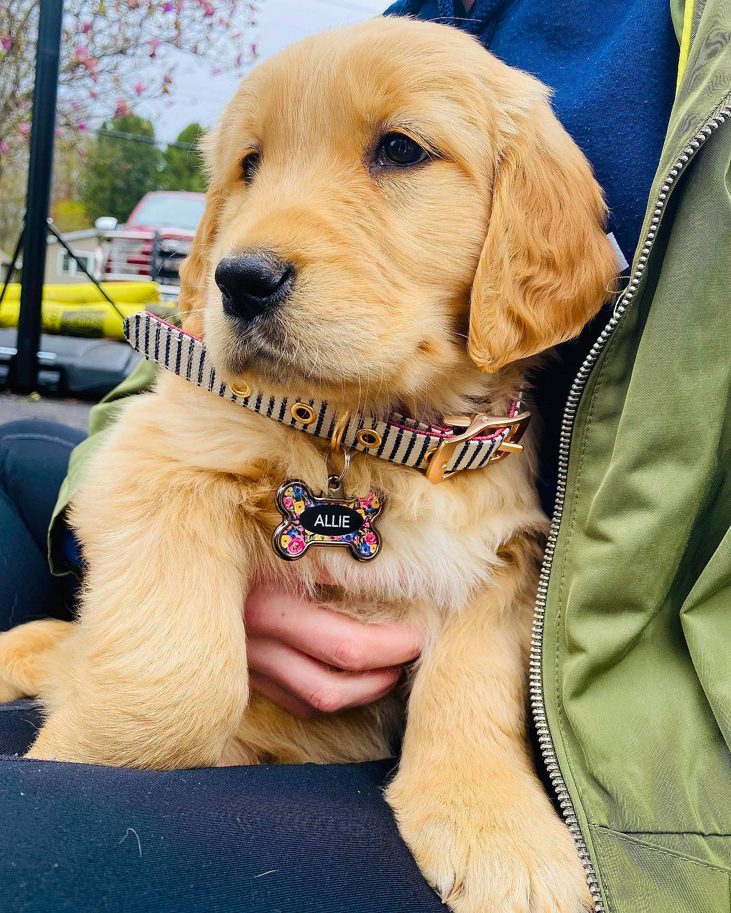 Allie is registered to the contest to win money with this photo: canidae, carnivore, collar, companion_dog, dog, dog_breed, dog_collar, dog_supply, fawn, fur, golden_retriever, labrador_retriever, leash, natural_material, pet_supply, retriever, snout, sporting_group, tan, working_animal