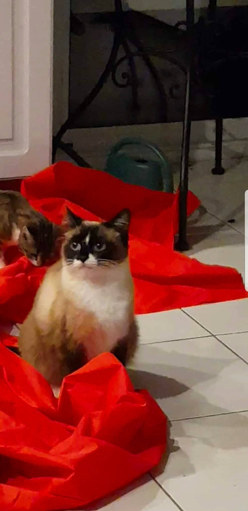 Sushy a rejoint le concours — aidez-le/la à gagner de superbes lots ! balinese, birman, carnivore, cat, cat_supply, chair, comfort, domestic_short_haired_cat, event, fawn, felidae, flooring, fur, pet_supply, siamese, small_to_medium_sized_cats, snout, tail, thai, whiskers