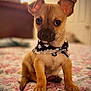 puppy, dog, bandana, pet, bed, floral_bedspread, indoor, cute, small_dog, sitting, fur, ears, animal, young_dog, portrait, domestic_animal, canine, looking, adorable, closeup
