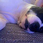 Mako participe au concours pour gagner de l'argent avec cette photo : dog, black_and_white, couch, relaxed, lying_down, pet, indoor, sleepy, close_up, fur, canine, comfort, resting, texture, home, animal, snout, paw, face, cozy