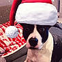 Mako a rejoint le concours — aidez-le/la à gagner de superbes lots ! dog, santa_hat, black_and_white, holiday, christmas, festive, indoor, couch, blanket, snow_effect, pet, animal, cute, portrait, paw, cozy, seasonal, celebration, decor, relaxing