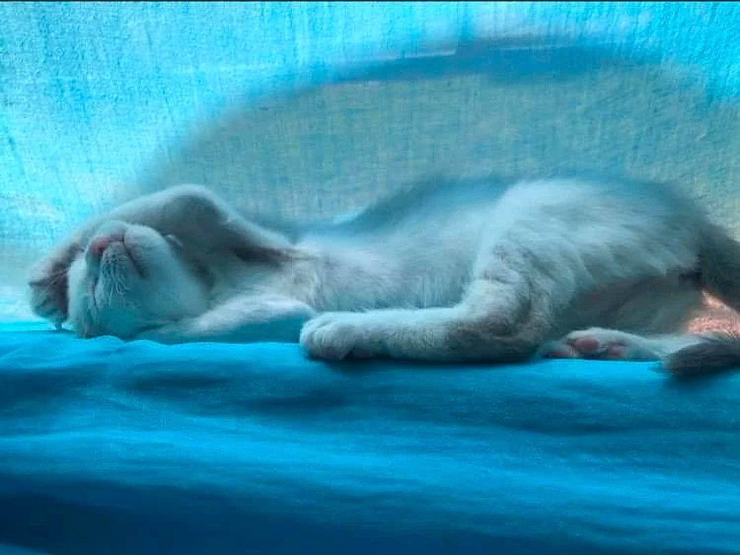 Bloom a rejoint le concours — aidez-le/la à gagner de superbes lots ! carnivore, cat, comfort, electric_blue, fawn, felidae, fur, grey, marine_mammal, nap, sky, sleep, small_to_medium_sized_cats, snout, tail, terrestrial_animal, vertebrate, whiskers, wildlife, window