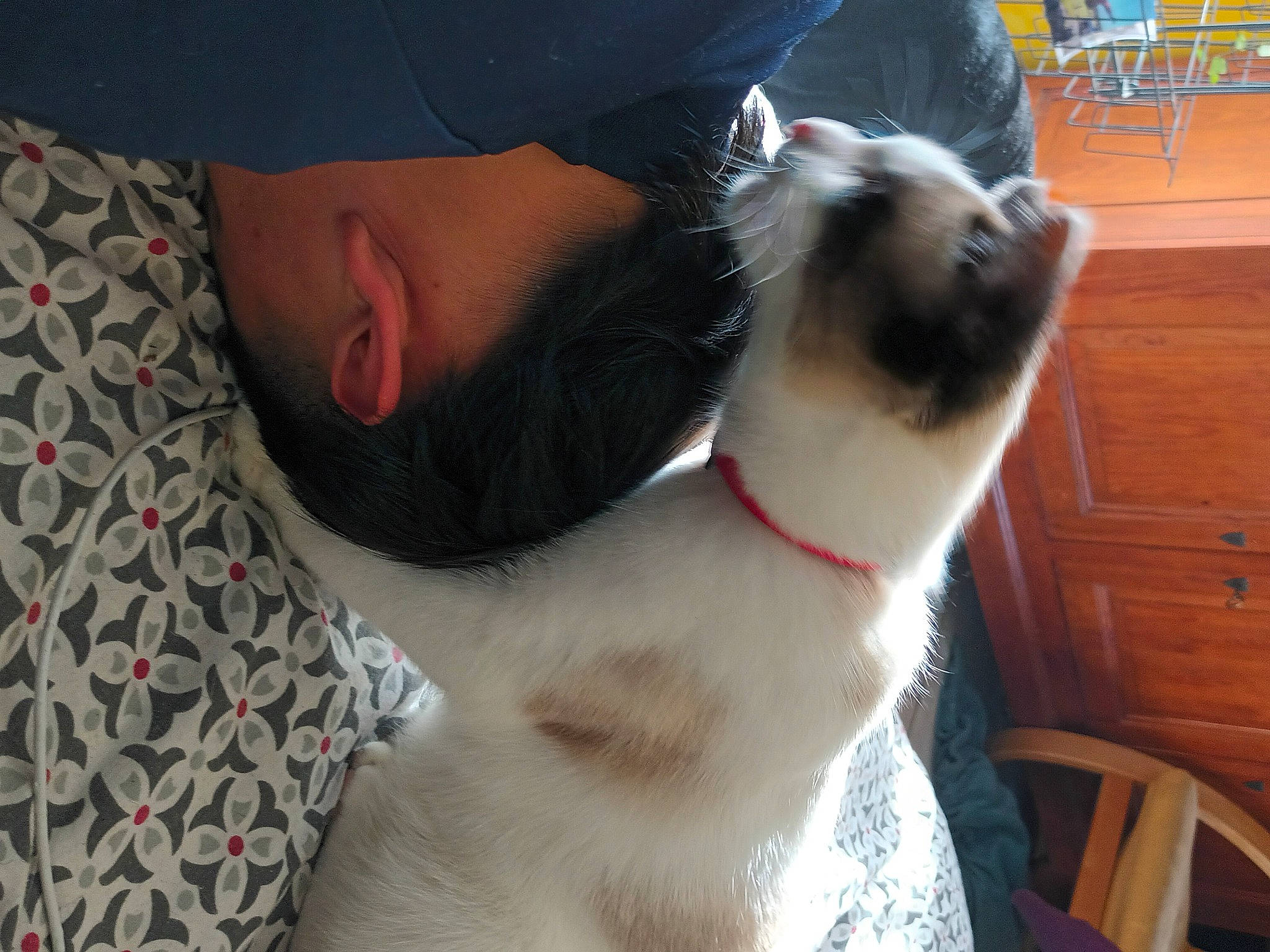 Bloom participe au concours pour gagner de l'argent avec cette photo : baseball_cap, canidae, cap, carnivore, cat, collar, comfort, companion_dog, dog_breed, domestic_short_haired_cat, fawn, felidae, fur, hat, pattern, pet_supply, small_to_medium_sized_cats, sporting_group, whiskers, wood