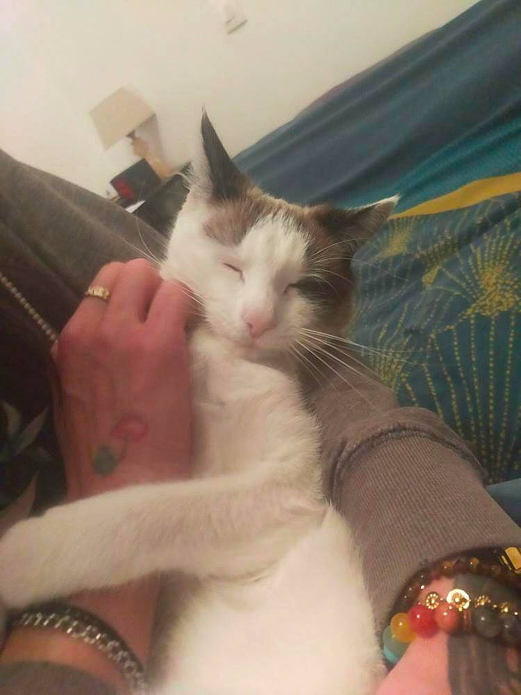 Bloom a rejoint le concours — aidez-le/la à gagner de superbes lots ! carnivore, cat, claw, comfort, domestic_short_haired_cat, felidae, finger, foot, fur, gesture, human_leg, lap, nail, paw, small_to_medium_sized_cats, tail, thigh, thumb, whiskers, wrist