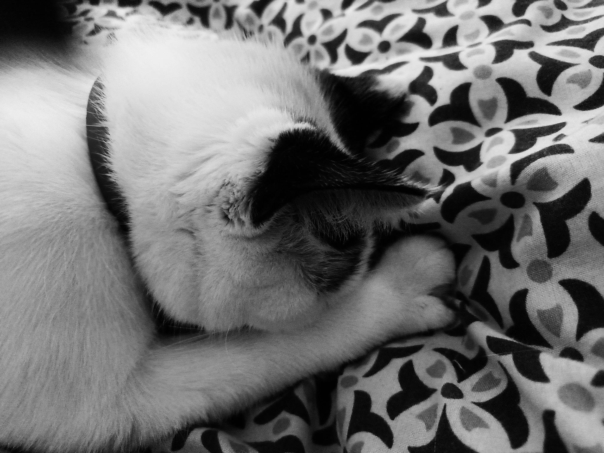 Bloom participe au concours pour gagner de l'argent avec cette photo : black_and_white, carnivore, cat, close_up, comfort, dog_breed, eyelash, fawn, felidae, foot, fur, gesture, human_leg, monochrome, monochrome_photography, paw, small_to_medium_sized_cats, style, tail, whiskers