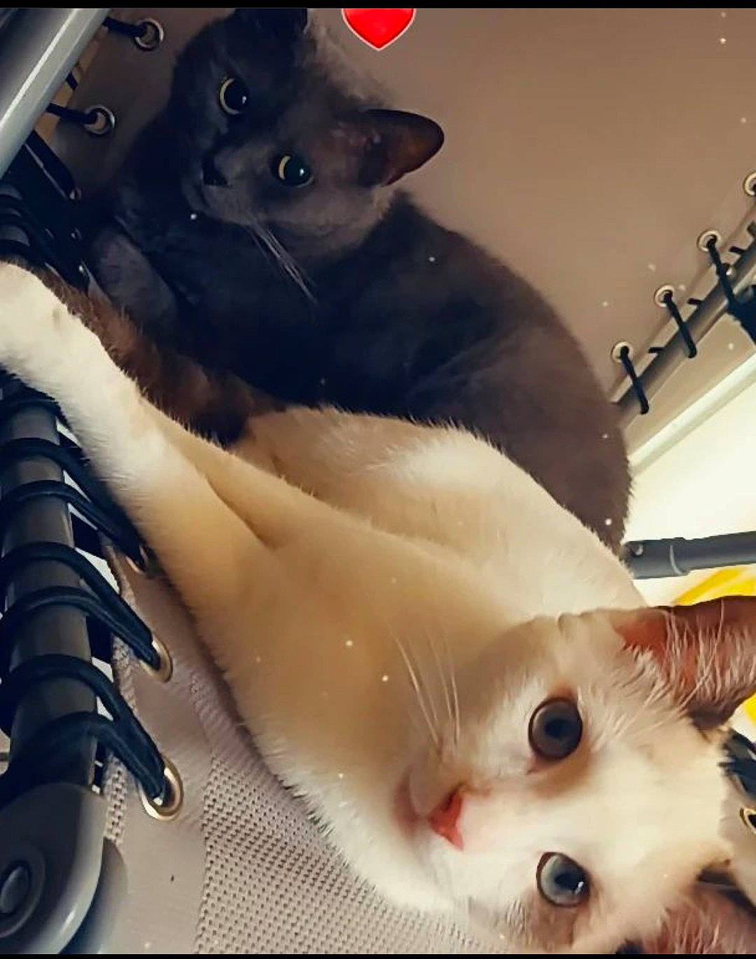 Bloom participe au concours pour gagner de l'argent avec cette photo : beauty, carnivore, cat, eyelash, fang, fawn, felidae, fur, light, mammal, organism, paw, photo_caption, photograph, small_to_medium_sized_cats, snapshot, snout, tail, whiskers, white