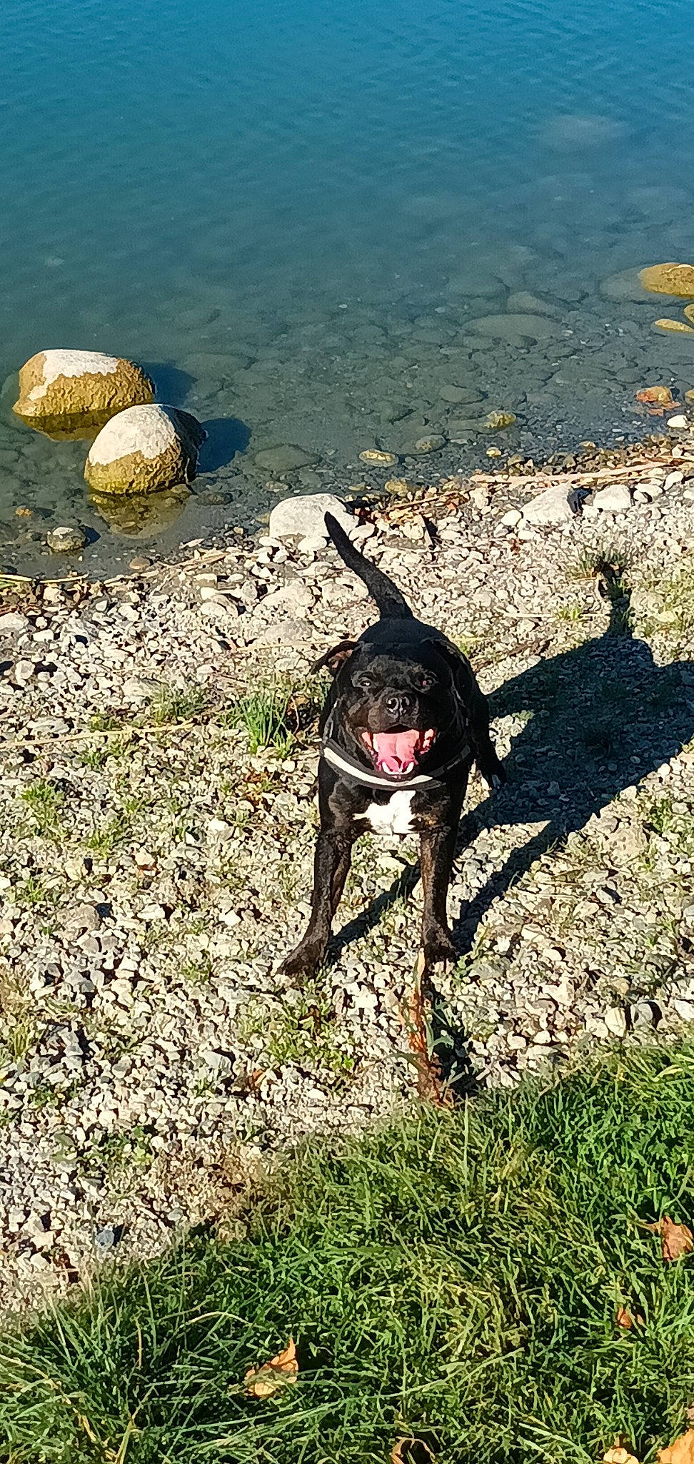 Otto participe au concours pour gagner de l'argent avec cette photo : ball, canidae, carnivore, collar, dog, dog_breed, dog_collar, fawn, grass, landscape, leash, ocean, plant, shadow, soil, sporting_group, tail, terrestrial_animal, water, working_animal