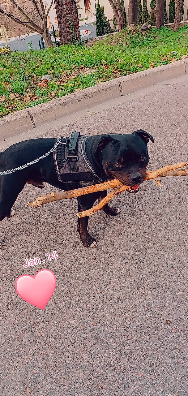 Otto a rejoint le concours — aidez-le/la à gagner de superbes lots ! asphalt, canidae, carnivore, collar, companion_dog, dog, dog_breed, dog_clothes, dog_collar, dog_supply, fashion_accessory, fawn, flooring, leash, pet_supply, road_surface, snout, sporting_group, tail, working_animal