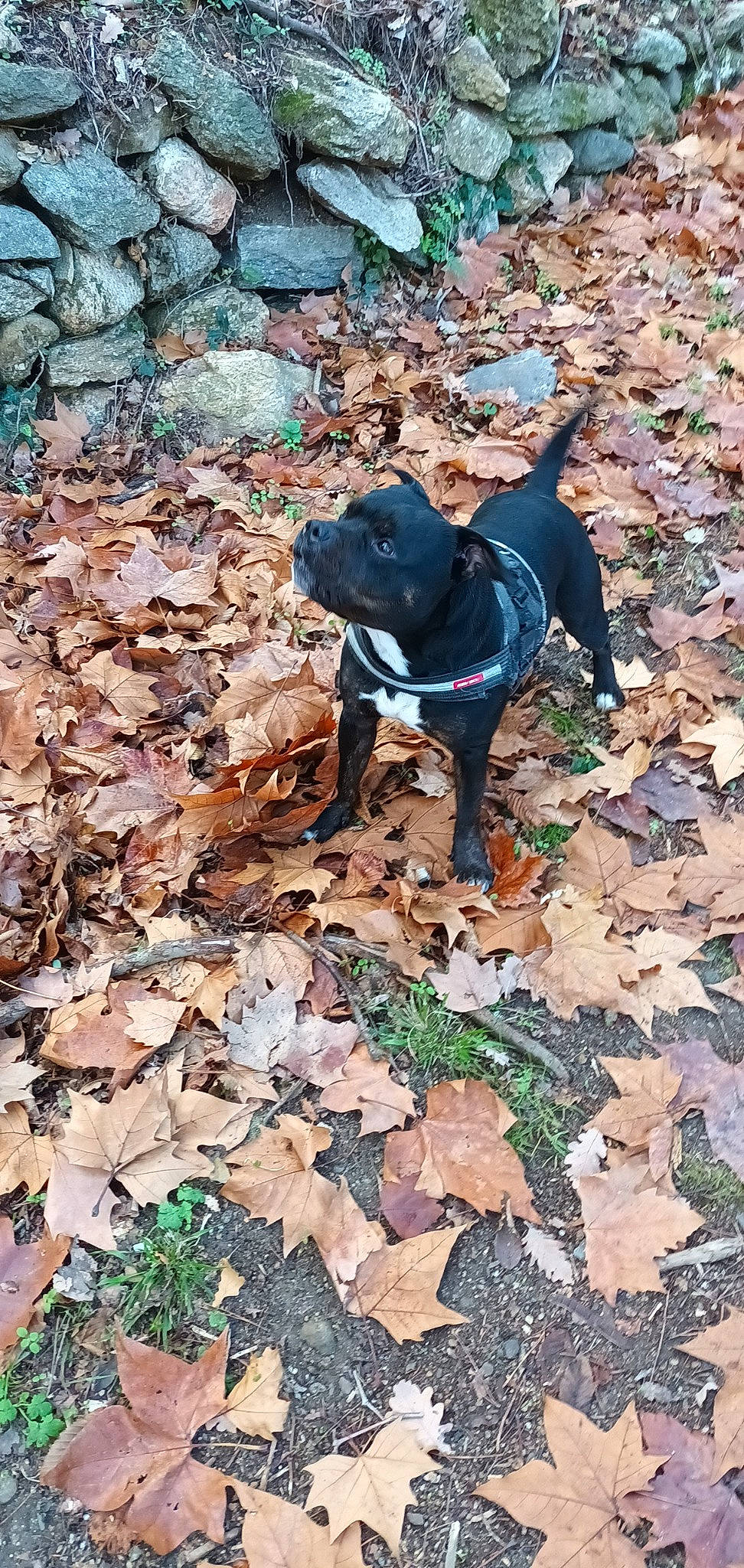Otto participe au concours pour gagner de l'argent avec cette photo : canidae, carnivore, collar, companion_dog, deciduous, dog, dog_breed, dog_collar, dog_supply, electric_blue, fawn, grass, groundcover, leash, plant, soil, sporting_group, tail, wood, working_animal