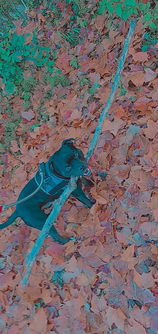 Otto a rejoint le concours — aidez-le/la à gagner de superbes lots ! art, canidae, carnivore, dog, electric_blue, fawn, grass, insect, painting, pattern, plant, shadow, sidewalk, soil, sporting_group, tail, tree, twig, visual_arts, wildlife