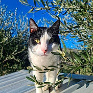 Pongo a rejoint le concours — aidez-le/la à gagner de superbes lots ! cat, black_and_white, animal, outdoor, nature, greenery, blue_sky, plant, leaf, sunlight, metal_surface, curious, pet, feline, close_up, daylight, wildlife, portrait, ears, whiskers