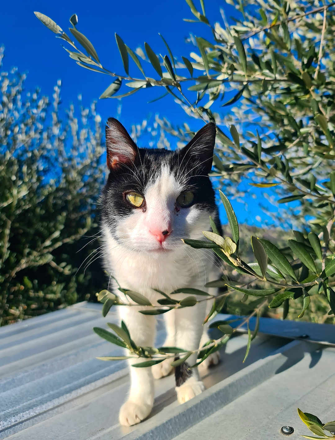 Pongo