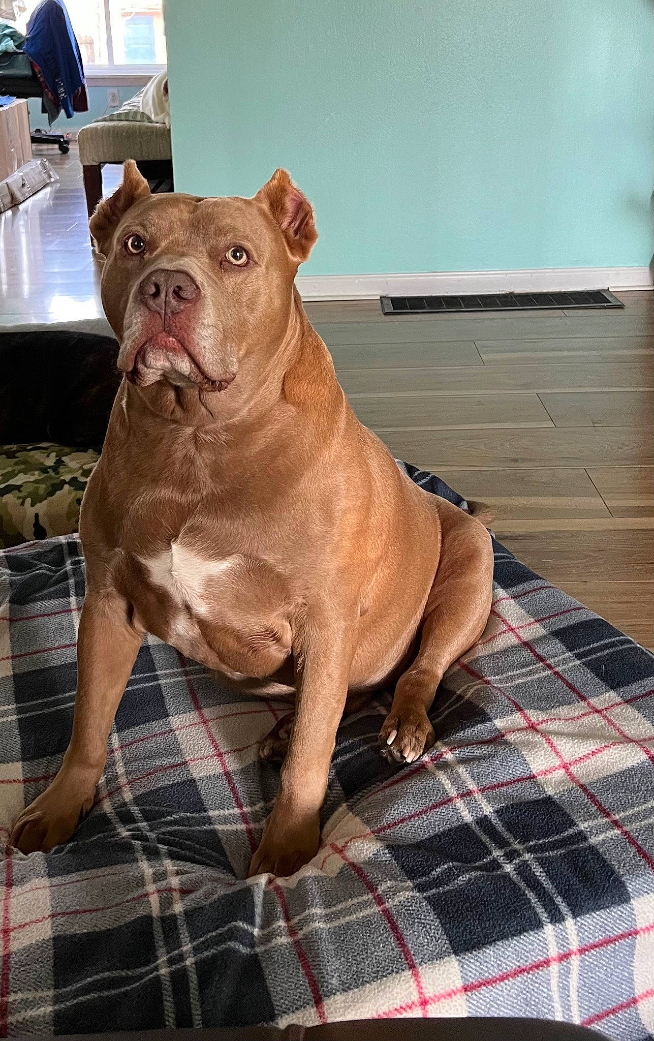 Hercules joined the competition — help win amazing prizes! canidae, carnivore, companion_dog, dog, dog_breed, fawn, flooring, liver, molosser, pattern, plaid, snout, sporting_group, tail, tartan, terrestrial_animal, wood, working_animal, working_dog, wrinkle