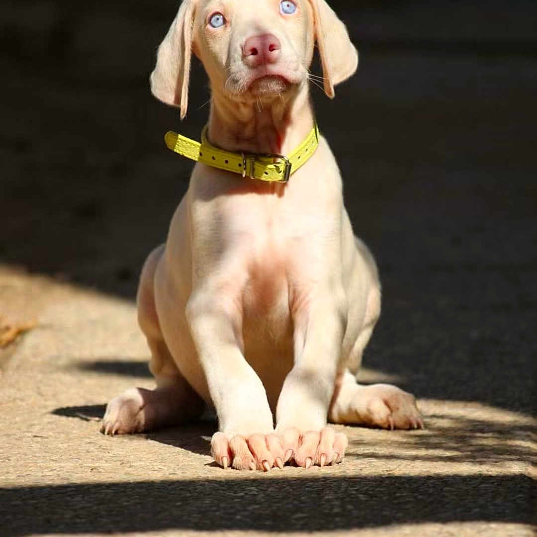 Aslan participe au concours pour gagner de l'argent avec cette photo : puppy, dog, weimaraner, blue_eyes, sitting, portrait, outdoor, sunlight, yellow_collar, paws, short_hair, young_dog, canine, front_view, concrete, shadow, natural_light, adorable, pet, animal