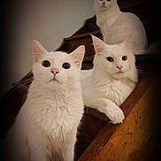Crapule participe au concours pour gagner de l'argent avec cette photo : cat, white_cat, stairs, wooden_stairs, fluffy, pet, animal, indoor, portrait, feline, cute, three_cats, curious, relaxed, looking_at_camera, whiskers, ears, paw, sitting, companions
