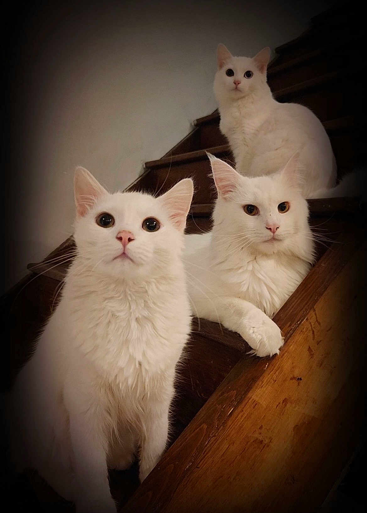 Crapule participe au concours pour gagner de l'argent avec cette photo : cat, white_cat, stairs, wooden_stairs, fluffy, pet, animal, indoor, portrait, feline, cute, three_cats, curious, relaxed, looking_at_camera, whiskers, ears, paw, sitting, companions