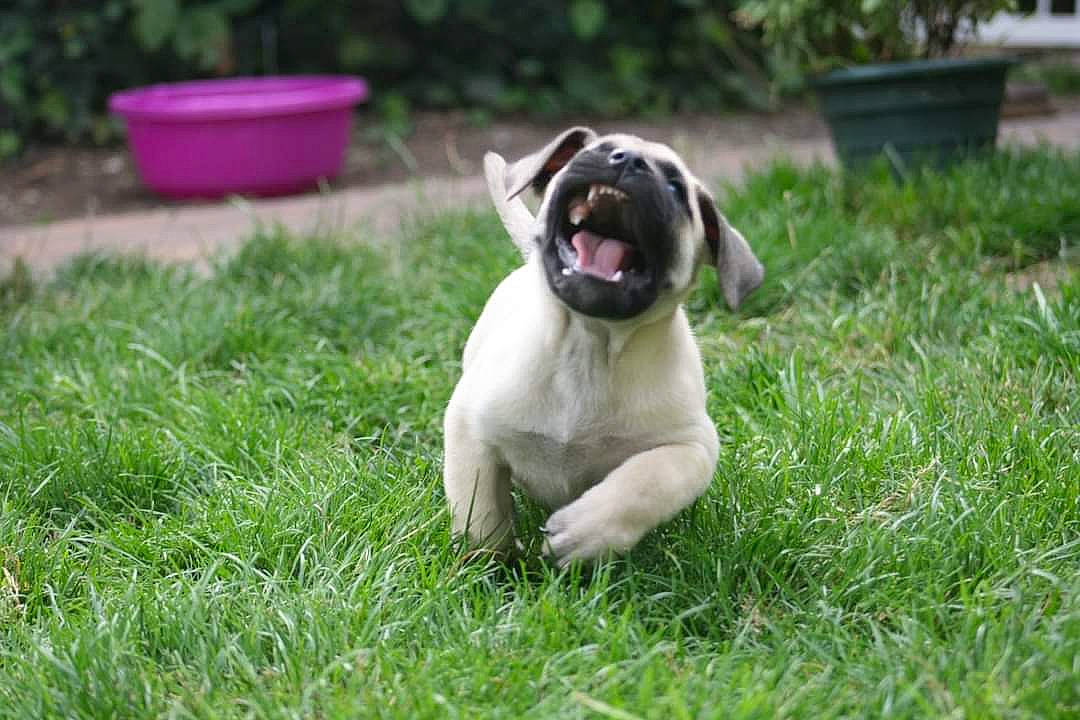 Syrius Diablo Del Fuego a rejoint le concours — aidez-le/la à gagner de superbes lots ! canidae, carnivore, companion_dog, dog, dog_breed, fawn, flowerpot, garden, grass, grassland, groundcover, houseplant, lawn, plant, pug, snout, sporting_group, terrestrial_animal, working_animal, wrinkle
