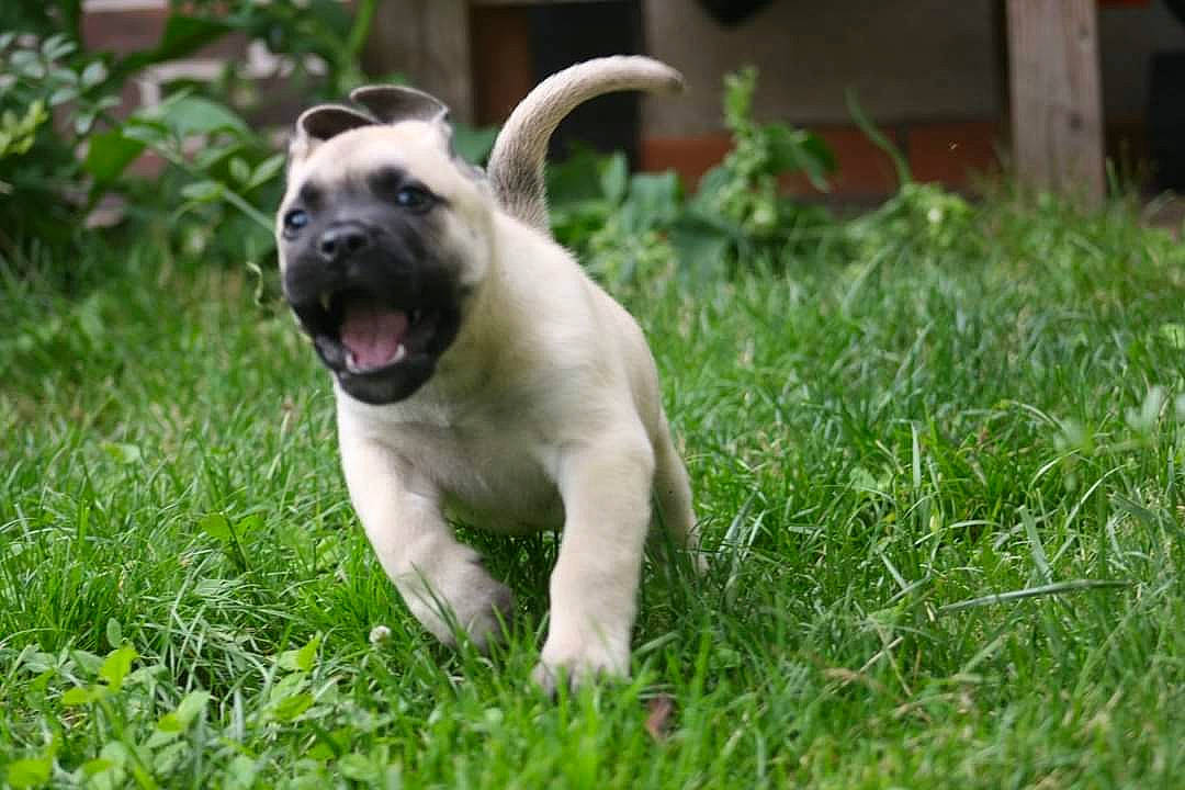 Syrius Diablo Del Fuego participe au concours pour gagner de l'argent avec cette photo : canidae, carnivore, companion_dog, dog, dog_breed, fawn, grass, grassland, groundcover, non_sporting_group, plant, pug, snout, sporting_group, tail, terrestrial_animal, toy_dog, whiskers, working_animal, yard