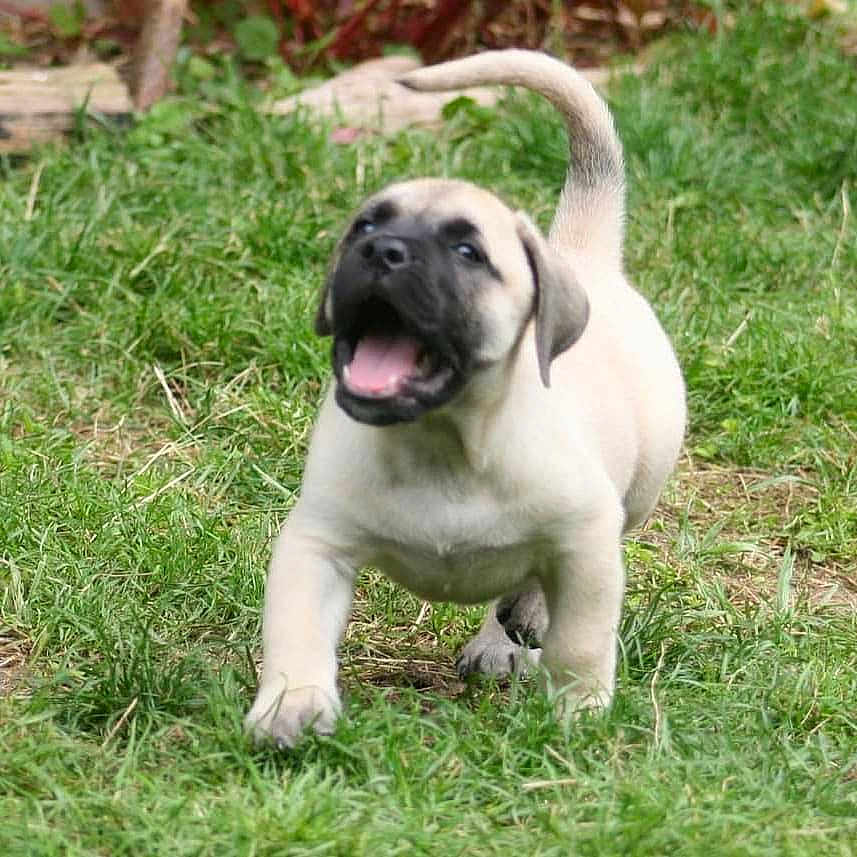 Syrius Diablo Del Fuego