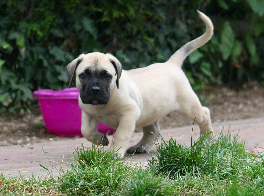 Syrius Diablo Del Fuego participe au concours pour gagner de l'argent avec cette photo : ancient_dog_breeds, canidae, carnivore, companion_dog, dog, dog_breed, fawn, flowerpot, grass, non_sporting_group, plant, pug, puppy_love, snout, sporting_group, tail, terrestrial_animal, toy_dog, working_animal, wrinkle