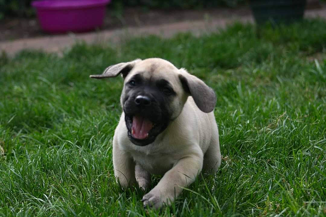 Syrius Diablo Del Fuego a rejoint le concours — aidez-le/la à gagner de superbes lots ! canidae, carnivore, companion_dog, dog, dog_breed, fawn, garden, grass, grassland, groundcover, lawn, plant, snout, tail, terrestrial_animal, toy_dog, whiskers, working_animal, wrinkle, yard