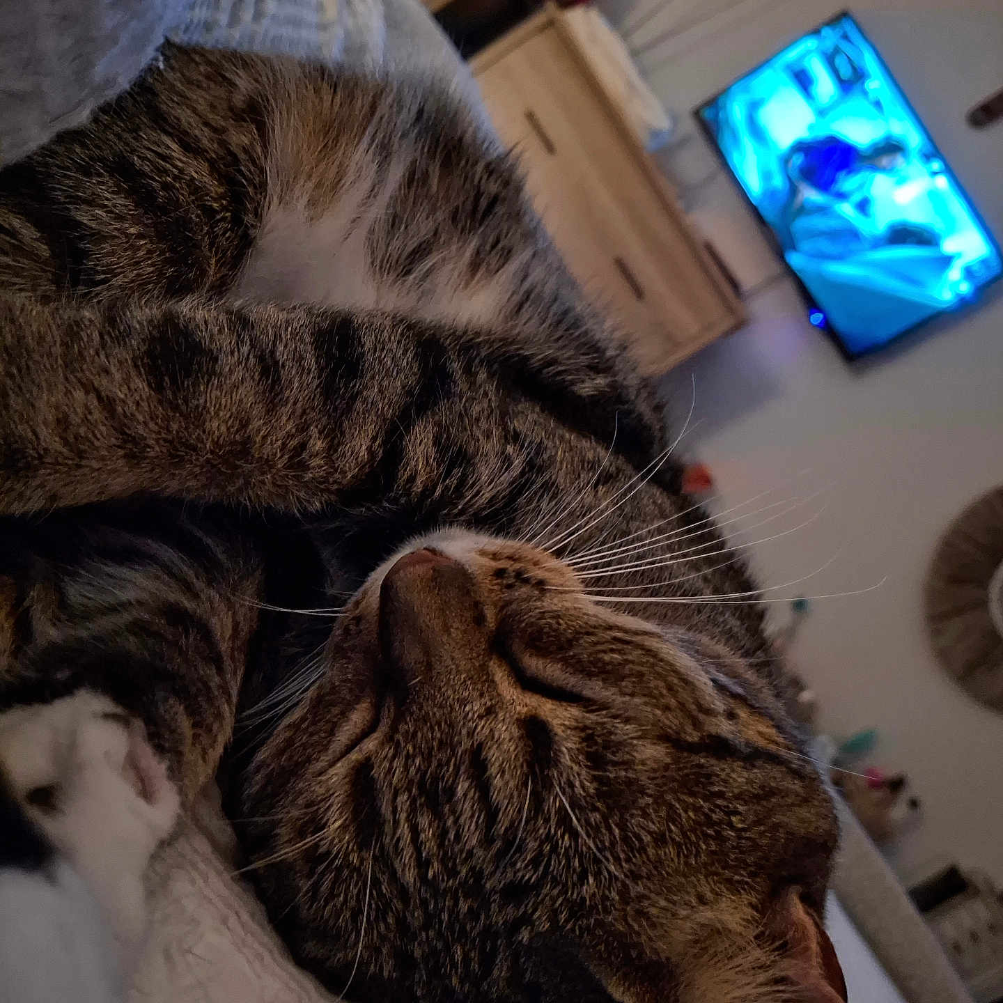 Bella is registered to the contest to win money with this photo: animal, blanket, cat, closeup, cozy, cute, domestic_animal, ears, fur, furniture, home, indoor, living_room, pet, relaxation, resting, sleeping, tabby, television, whiskers
