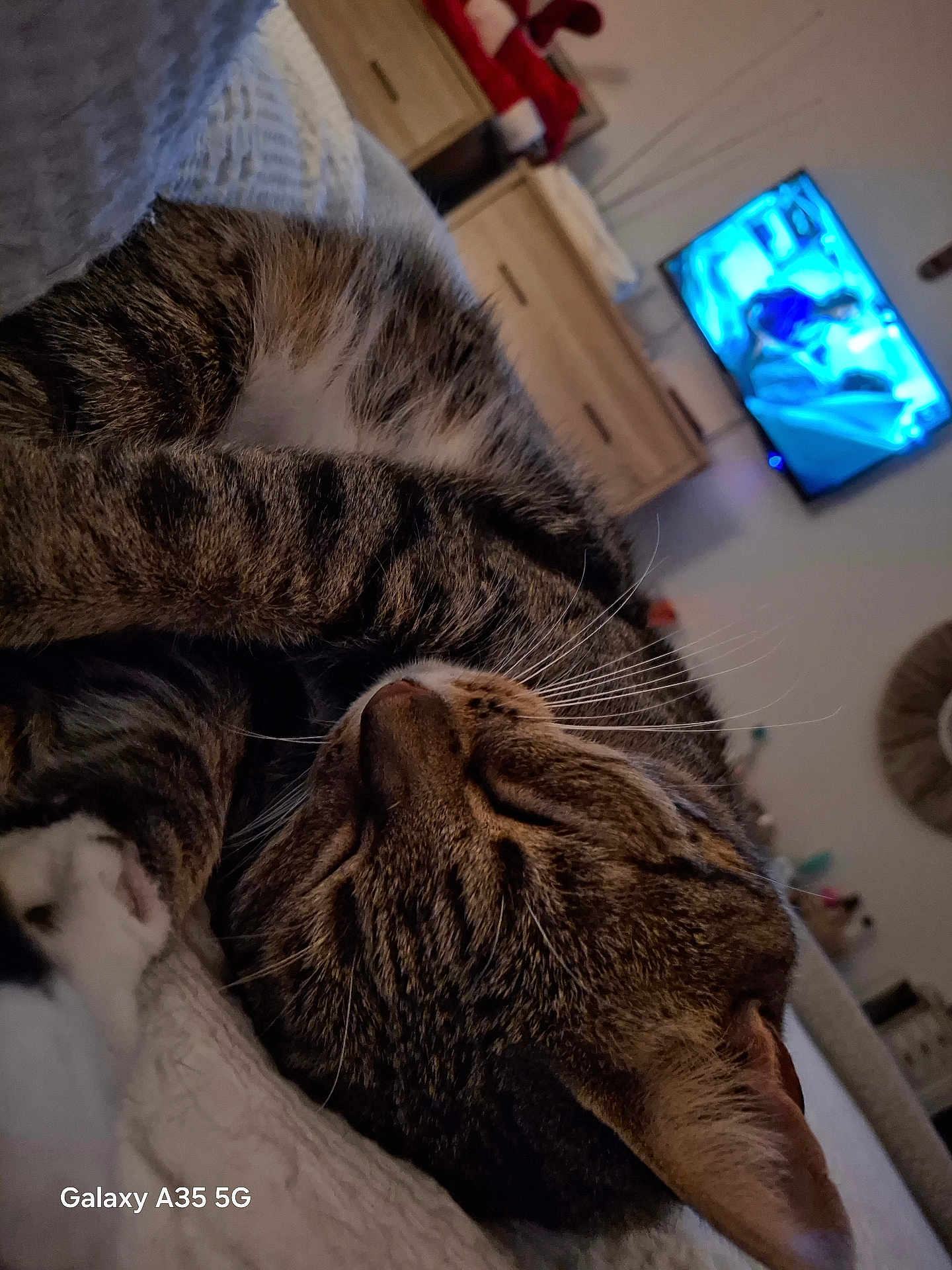 Bella is registered to the contest to win money with this photo: cat, tabby, sleeping, indoor, blanket, furniture, television, cozy, pet, whiskers, ears, closeup, resting, home, living_room, domestic_animal, cute, fur, animal, relaxation