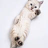 Benji a rejoint le concours — aidez-le/la à gagner de superbes lots ! kitten, cat, blue_eyes, fluffy, paw, cute, pet, animal, white_background, lying_down, young, feline, domestic_cat, soft_fur, small, playful, adorable, isolated, portrait, raised_paw