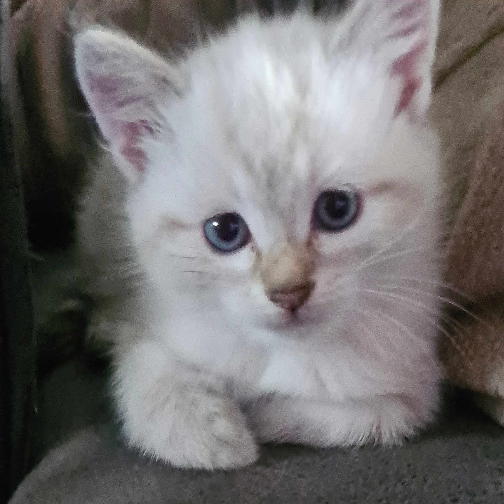 Benji a rejoint le concours — aidez-le/la à gagner de superbes lots ! kitten, cat, blue_eyes, fluffy, cute, pet, animal, fur, whiskers, small, young, close_up, indoor, cozy, resting, paw, face, adorable, curious, soft