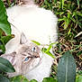 Wanky participe au concours pour gagner de l'argent avec cette photo : cat, blue_eyes, fluffy, white_fur, gray_fur, green_leaves, plants, garden, outdoor, nature, foliage, animal, pet, relaxed, sitting, close_up, wildlife, curious, soft_fur, daylight