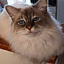 Wanky a rejoint le concours — aidez-le/la à gagner de superbes lots ! cat, fluffy, blue_eyes, indoor, close_up, feline, pet, fur, whiskers, face, animal, cute, domestic, portrait, mammal, soft, relaxed, table, window, light