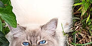 Wanky a rejoint le concours — aidez-le/la à gagner de superbes lots ! cat, fluffy, blue_eyes, outdoor, greenery, plants, foliage, nature, animal, pet, whiskers, grass, cute, close_up, mammal, wildlife, soft_fur, eye_contact, playful, happy