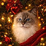 cat, blue_eyes, fluffy, christmas_tree, ornaments, red_bow, red_heart_ornament, gold_ornament, twinkling_lights, holiday, festive, cozy, knitted_blanket, red_blanket, pine_branches, close_up, pet, indoor, decorations, winter