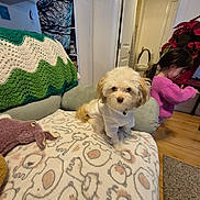 Brock joined the competition — help win amazing prizes! animal_pattern, blanket, child, couch, cozy, dog, doorway, furniture, hoodie, indoor, knitted_blanket, living_room, pet, plant, puppy, purple_sweater, toilet, toy, white_dog, wood_floor