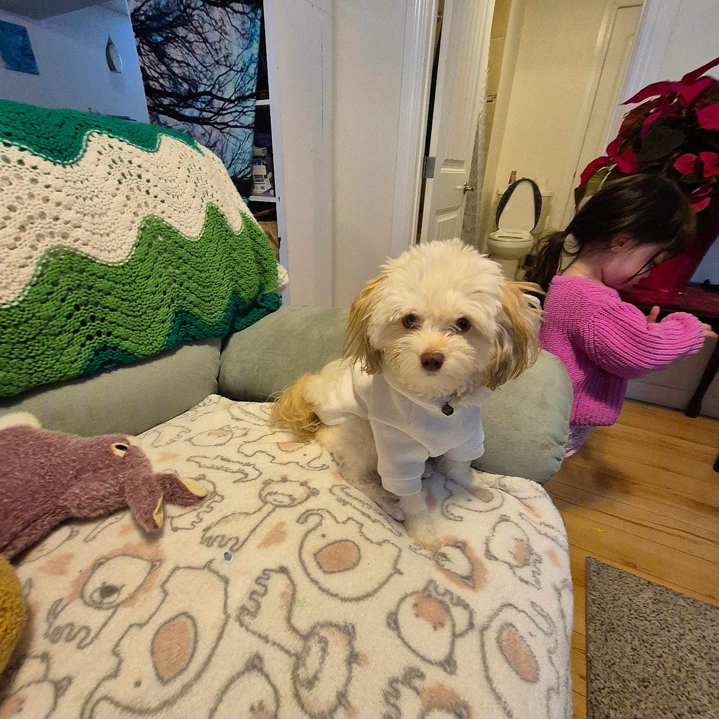 Brock joined the competition — help win amazing prizes! animal_pattern, blanket, child, couch, cozy, dog, doorway, furniture, hoodie, indoor, knitted_blanket, living_room, pet, plant, puppy, purple_sweater, toilet, toy, white_dog, wood_floor