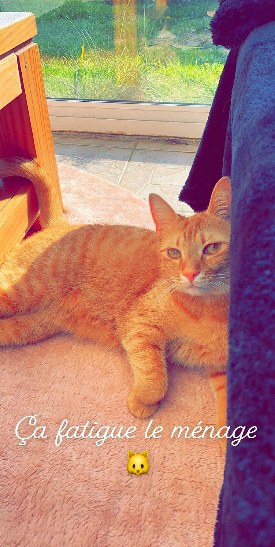 Chewba a rejoint le concours — aidez-le/la à gagner de superbes lots ! arabian_mau, asian, carnivore, cat, domestic_short_haired_cat, european_shorthair, fawn, felidae, kitten, mammal, photo_caption, small_to_medium_sized_cats, tabby_cat, tail, whiskers