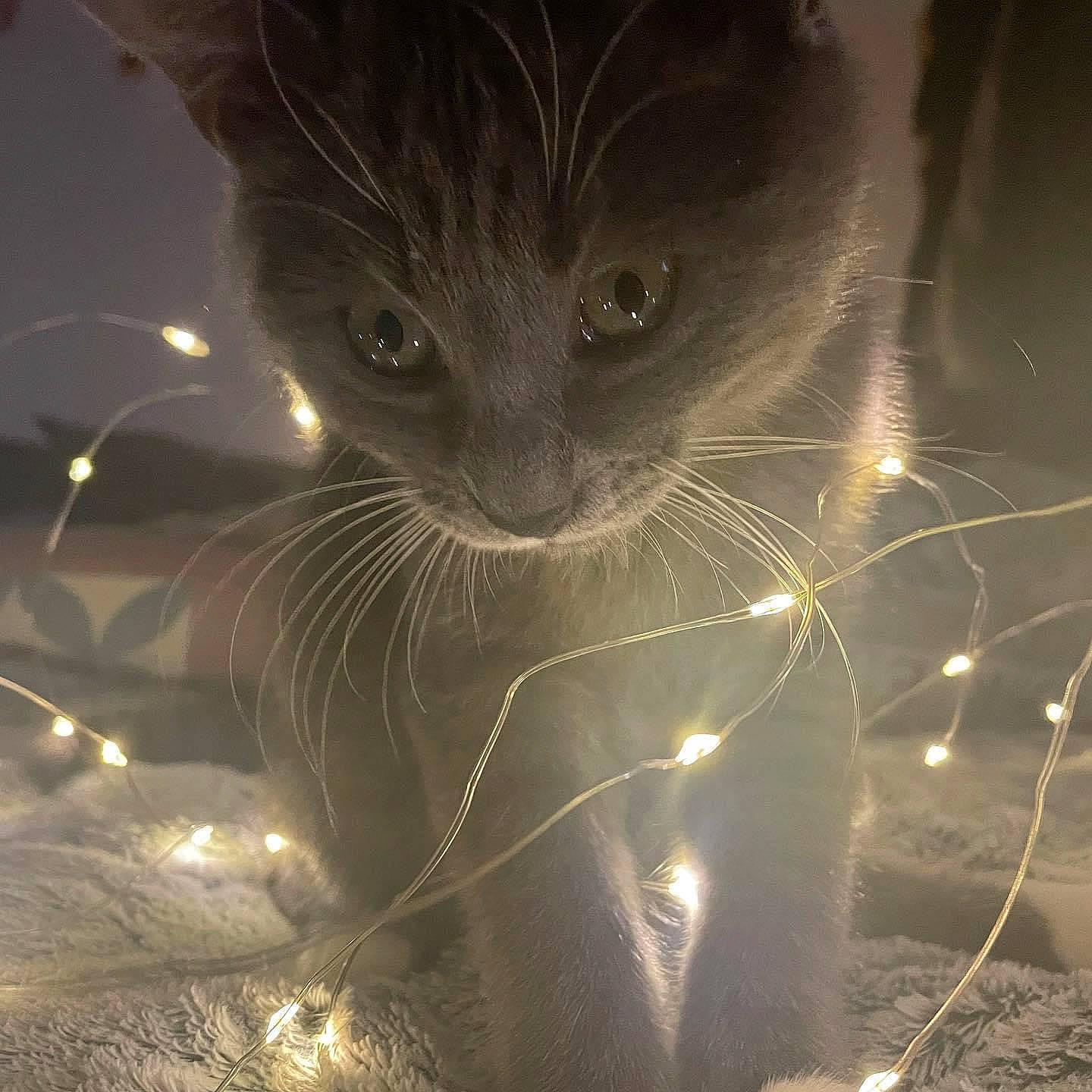 Bacca a rejoint le concours — aidez-le/la à gagner de superbes lots ! carnivore, cat, darkness, domestic_short_haired_cat, electric_blue, event, felidae, fur, holiday, mammal, midnight, night, organism, small_to_medium_sized_cats, snout, space, terrestrial_animal, vertebrate, whiskers, wildlife