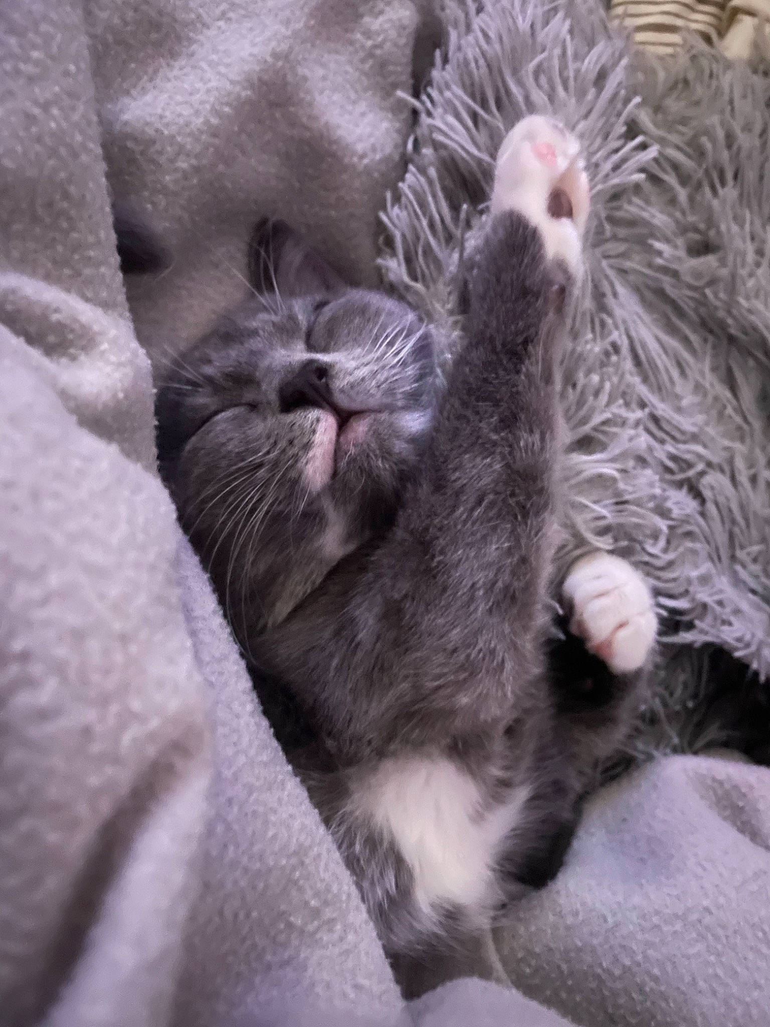 Bacca a rejoint le concours — aidez-le/la à gagner de superbes lots ! carnivore, cat, claw, comfort, domestic_short_haired_cat, felidae, fur, grey, nap, paw, sleep, small_to_medium_sized_cats, snout, tail, terrestrial_animal, whiskers