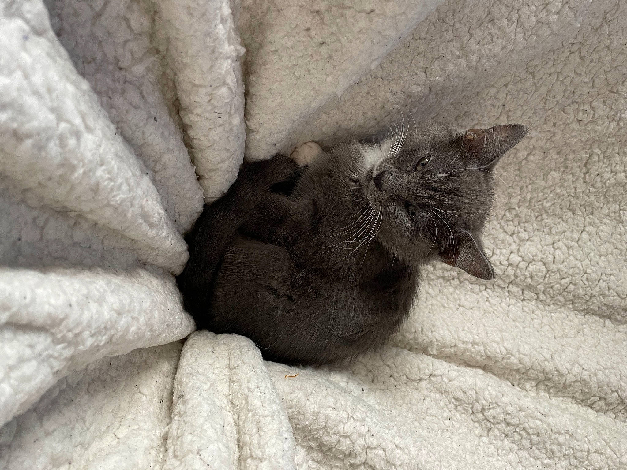 Bacca a rejoint le concours — aidez-le/la à gagner de superbes lots ! carnivore, cat, claw, comfort, domestic_short_haired_cat, felidae, fur, grey, human_leg, monochrome_photography, paw, plant, sitting, small_to_medium_sized_cats, tail, terrestrial_animal, whiskers