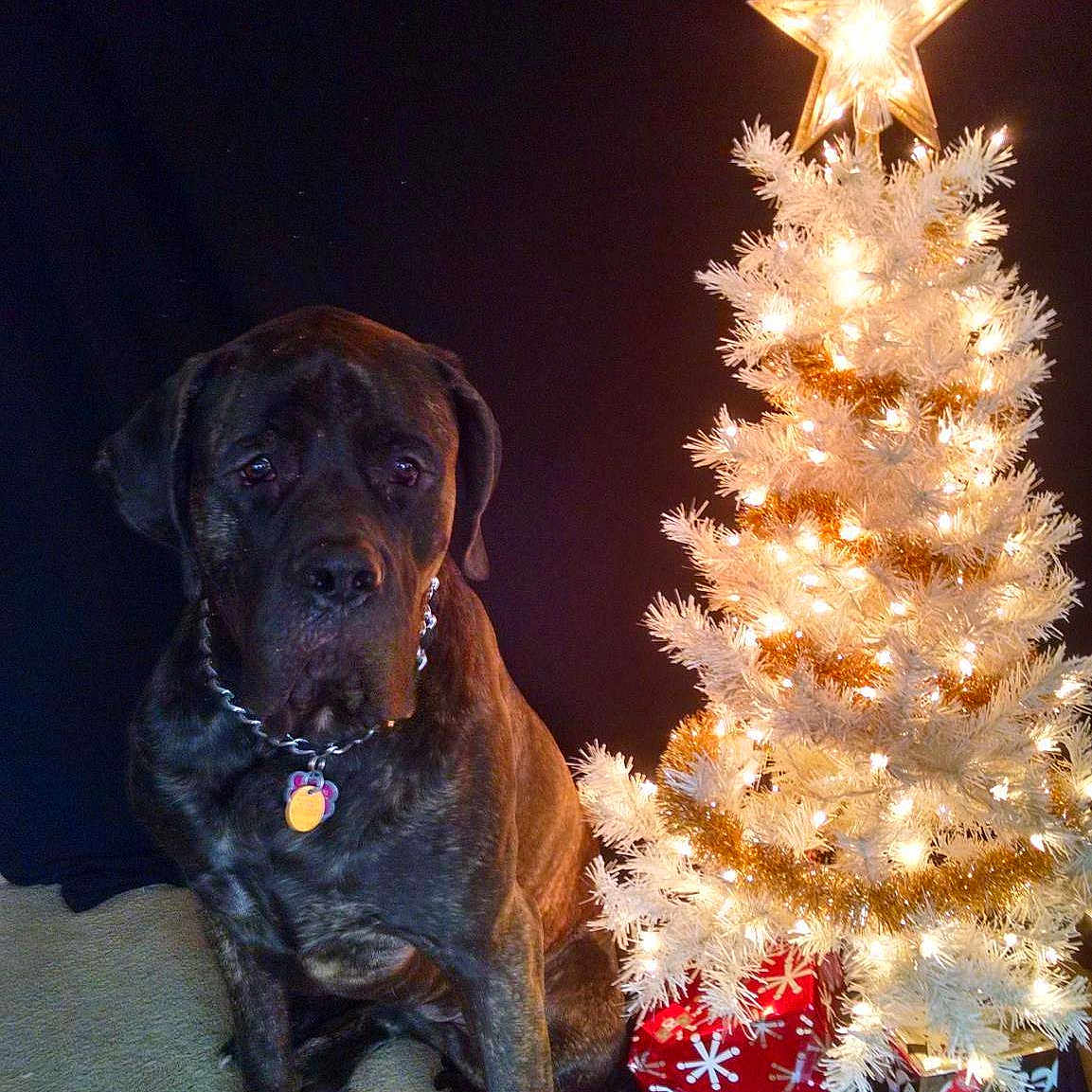 Roxy joined the competition — help win amazing prizes!